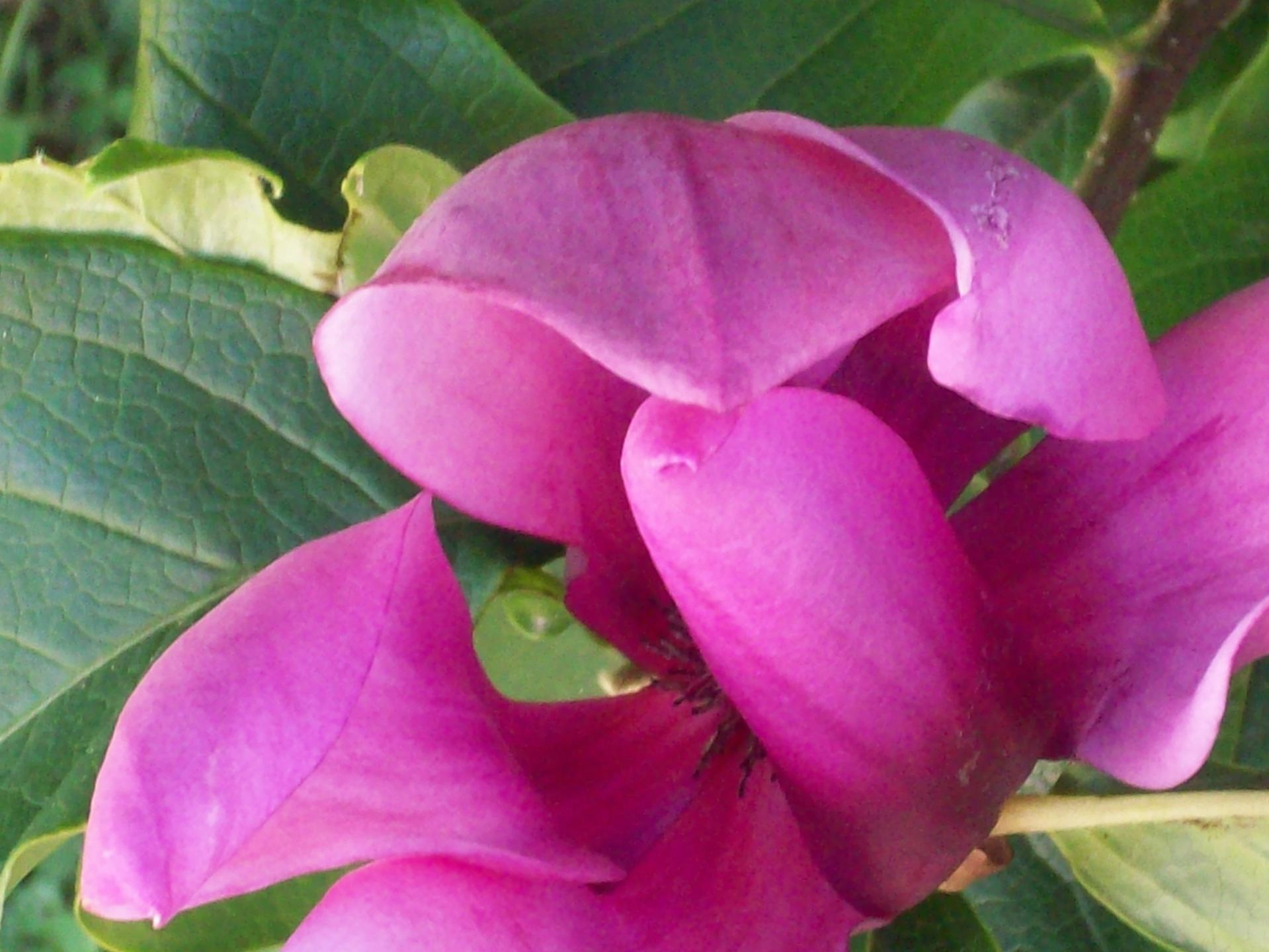 pink flower pink tulip tree flower plant free photo