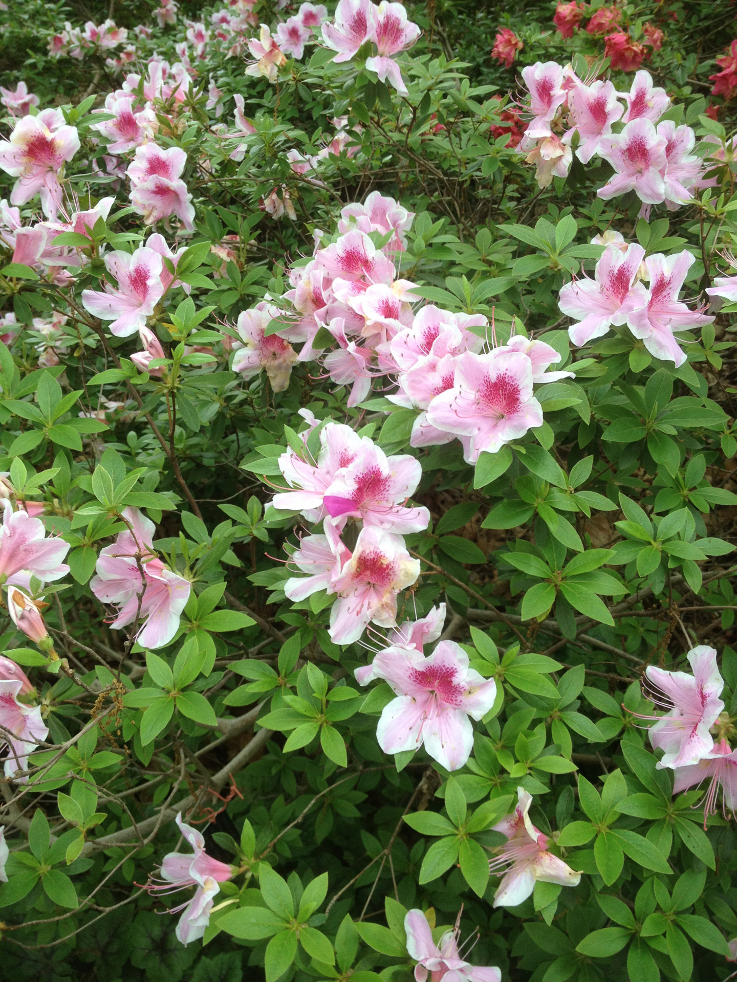 pink flowers pink flower picture free photo