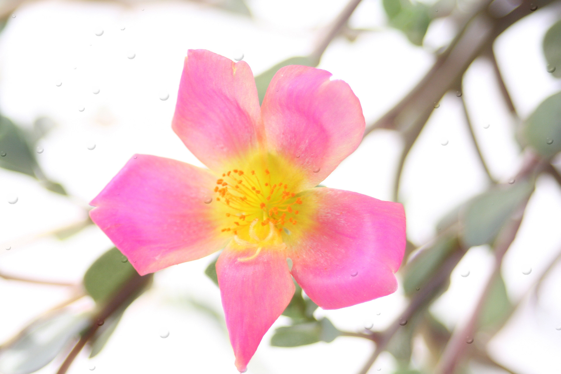 pink flower rain free photo