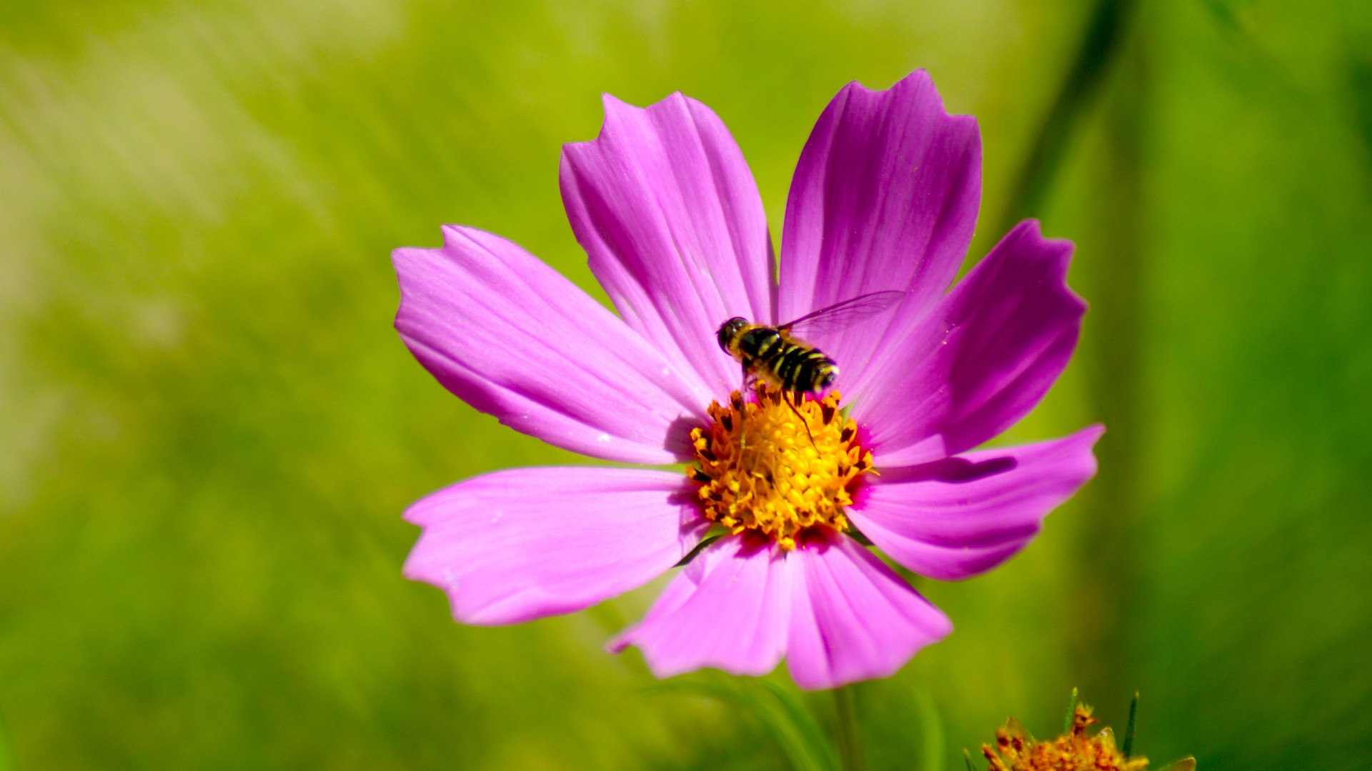 pink flower bee free photo