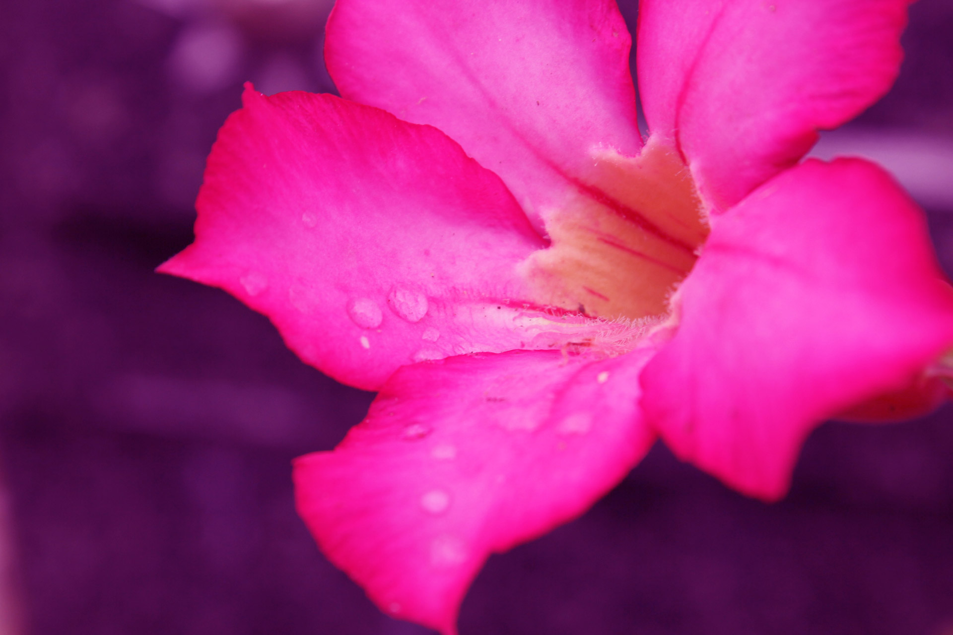 flowers petals background free photo