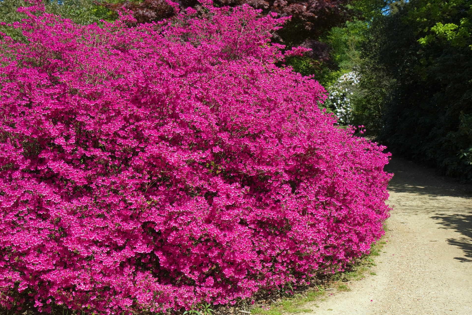Кустарник цветет розовыми цветочками фото