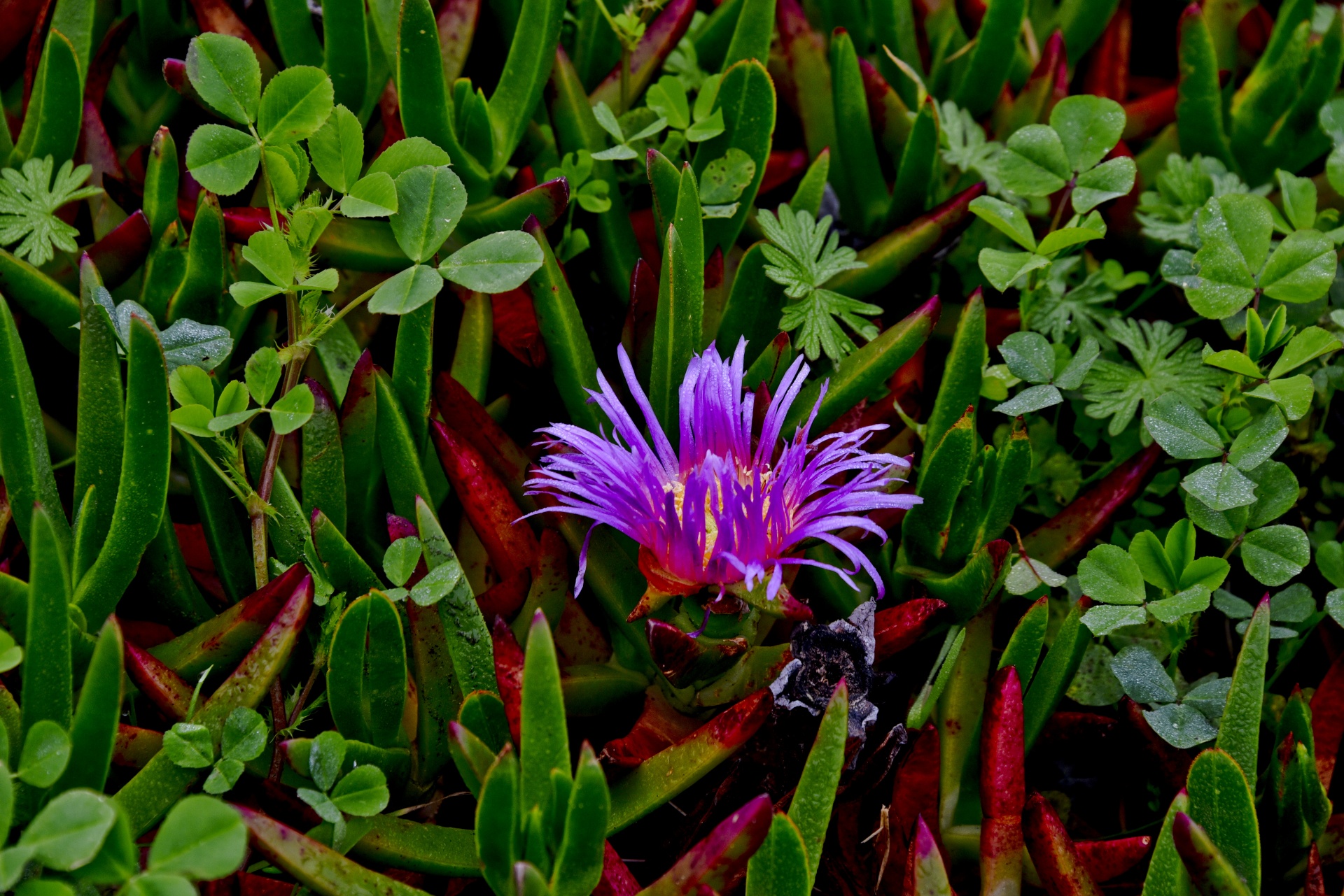 blooming ice plant flower pink free photo