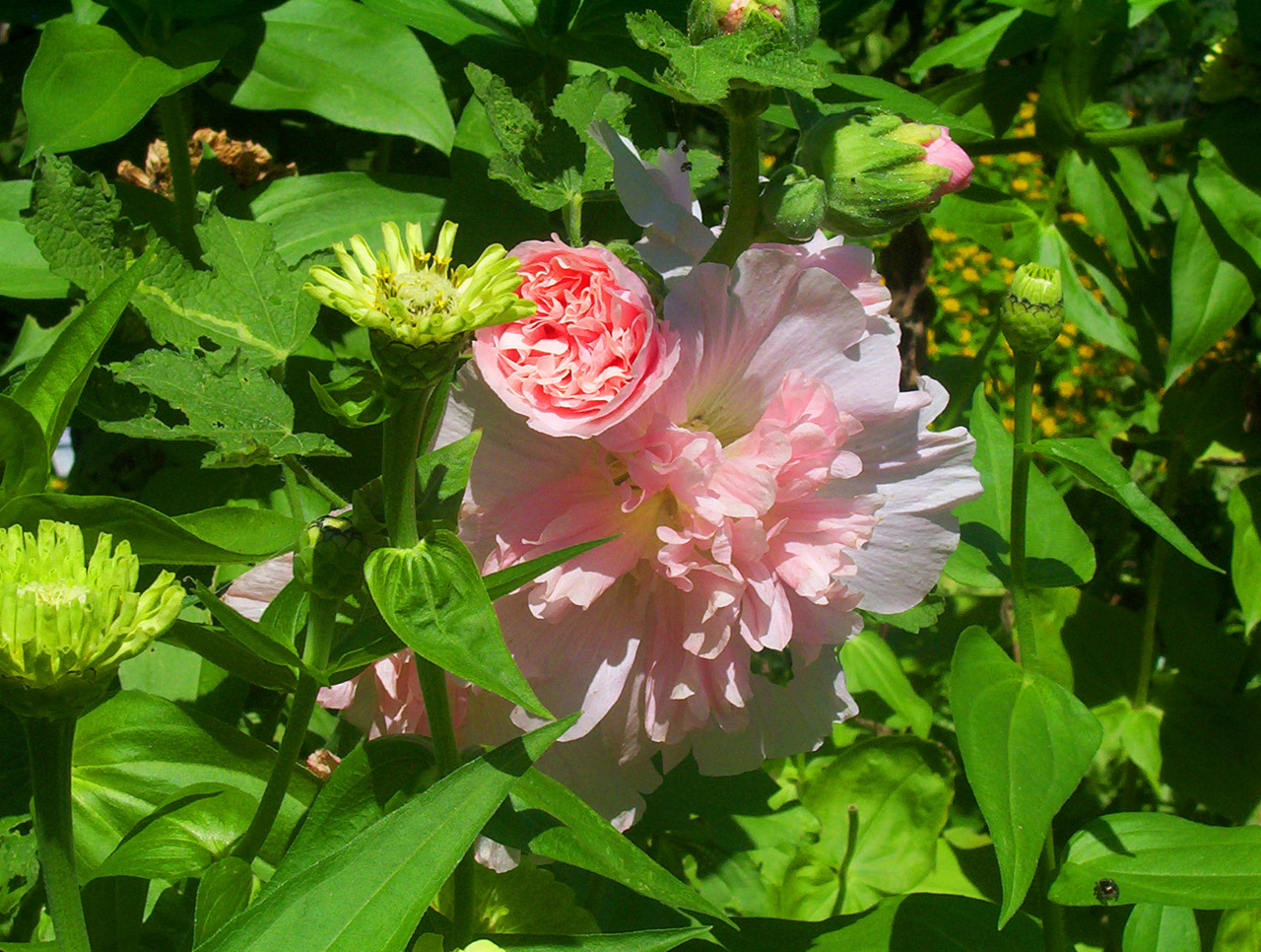 flowers pink summer free photo