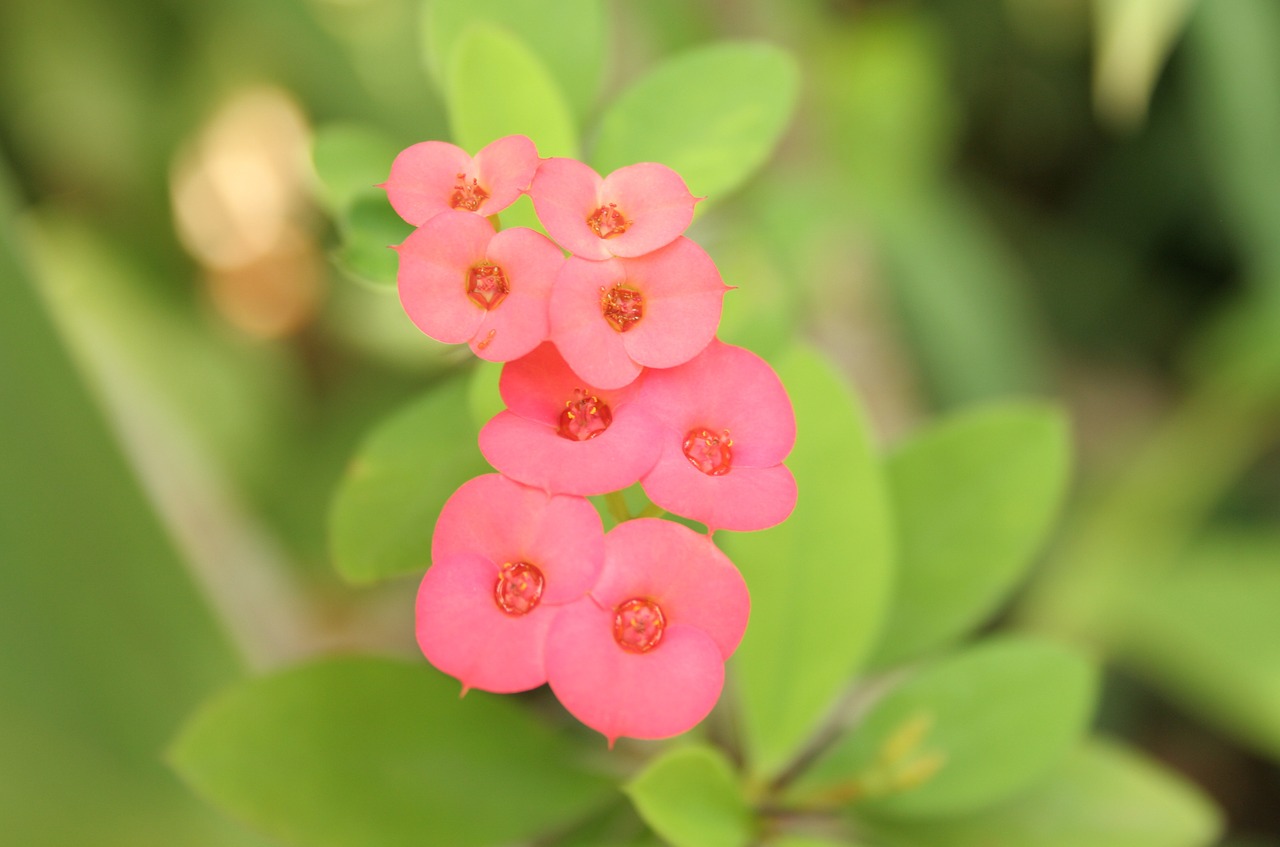 pink flowers blooming pastel free photo