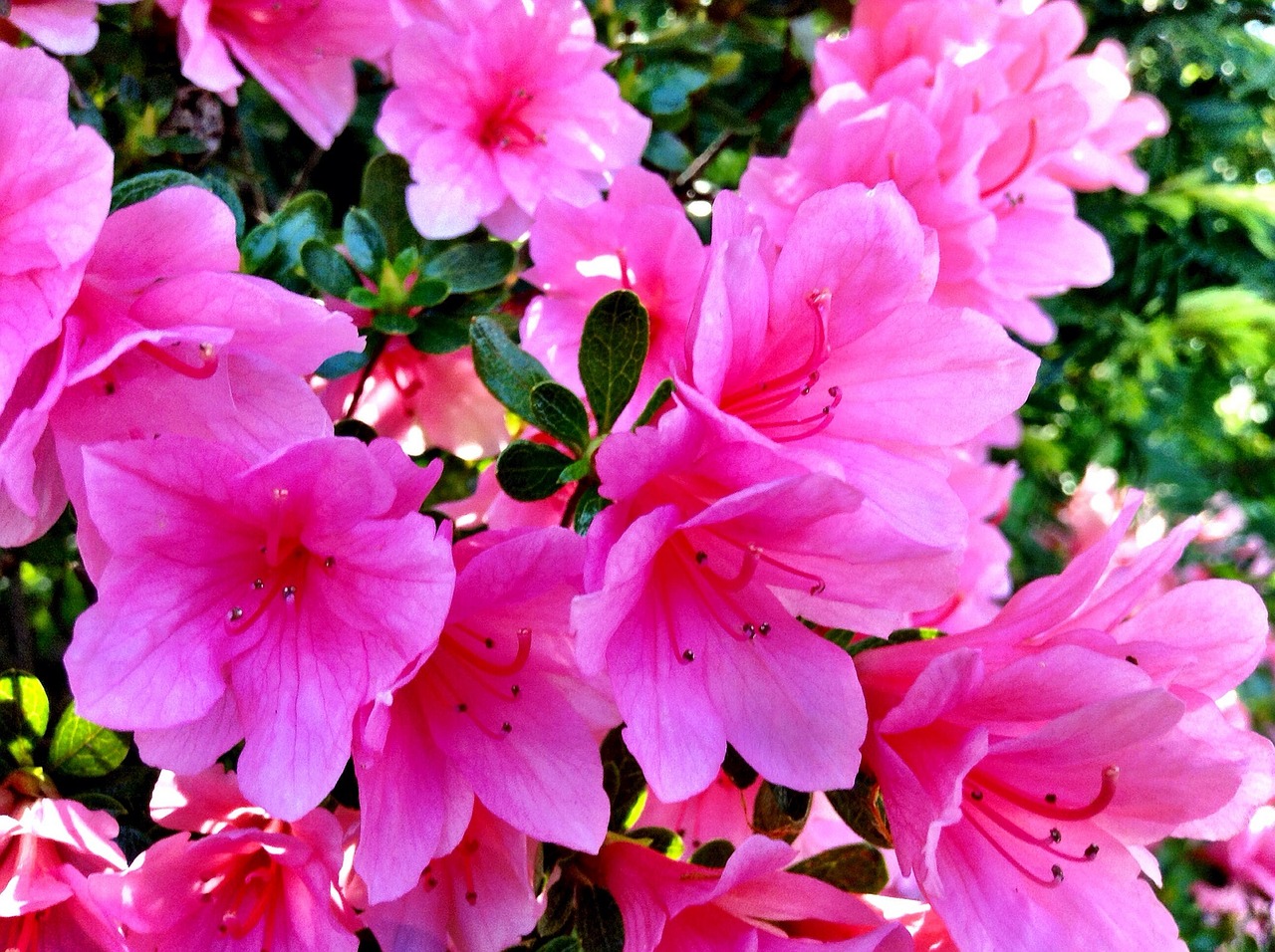 pink flowers rhododendrons flanging tool free photo