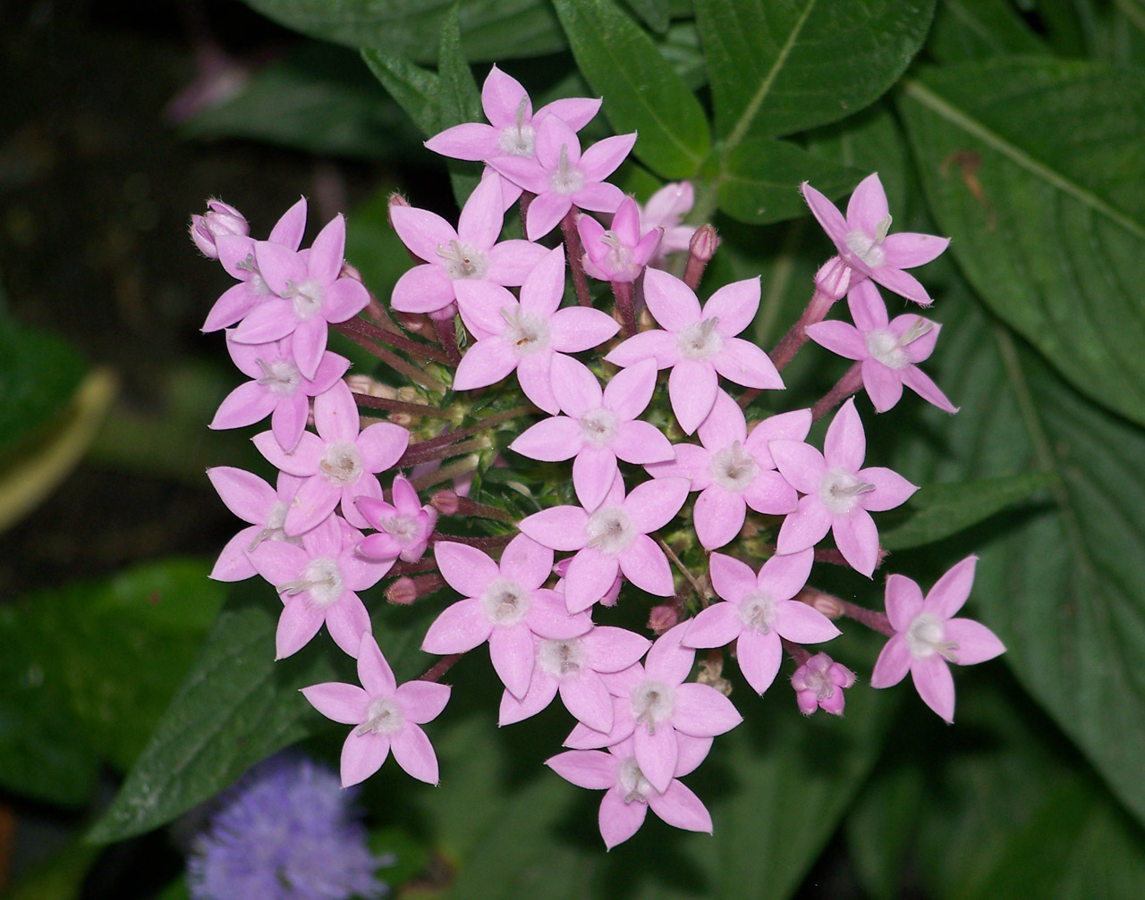 pink flowers pink flowers free photo