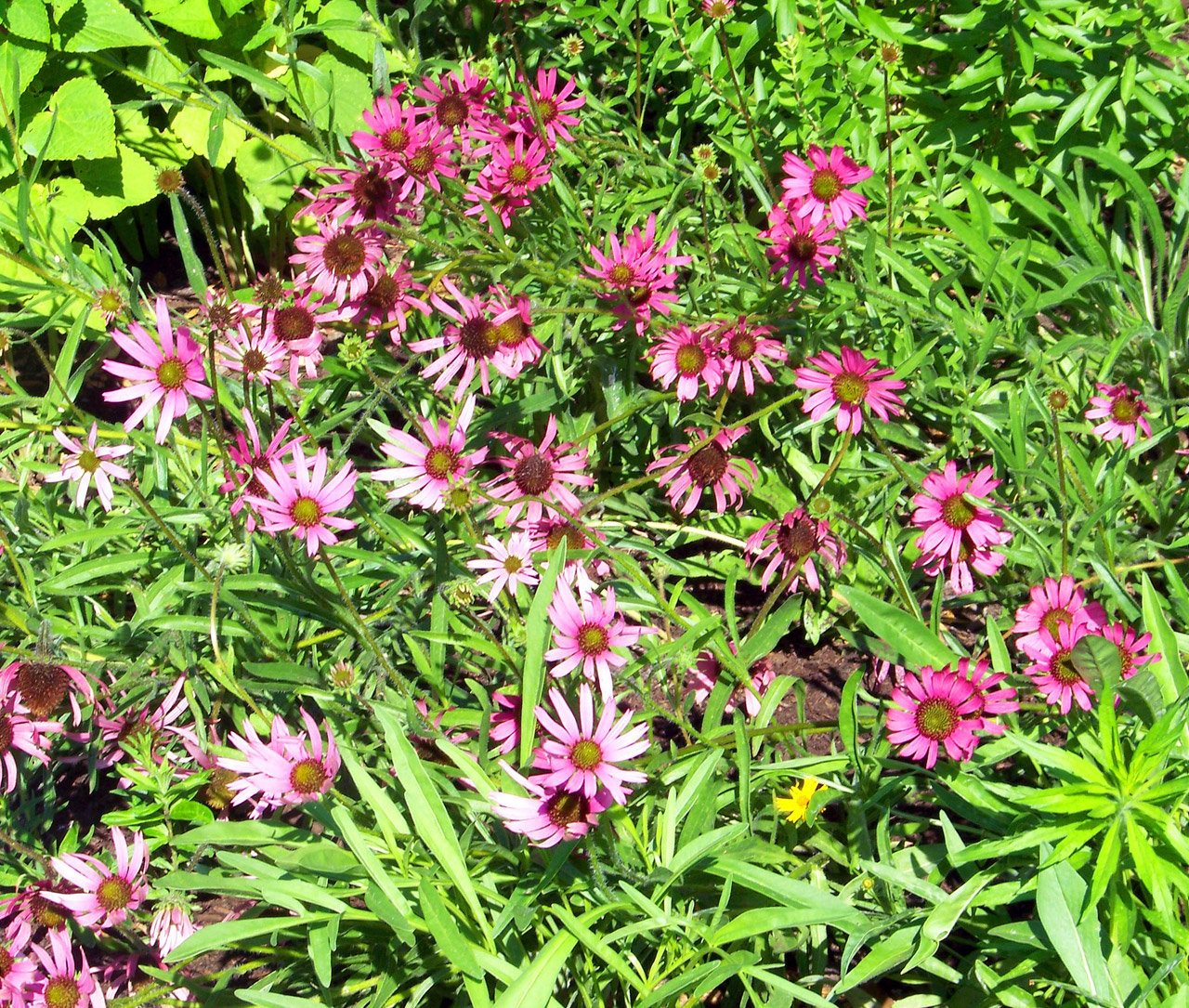 flowers pink pink flowers free photo