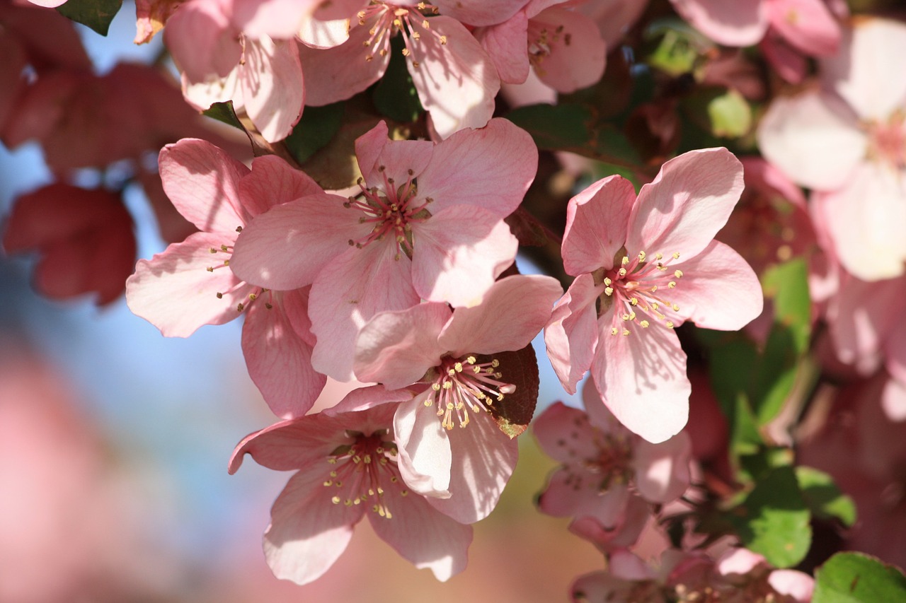 pink flowers spring flowering branch free photo