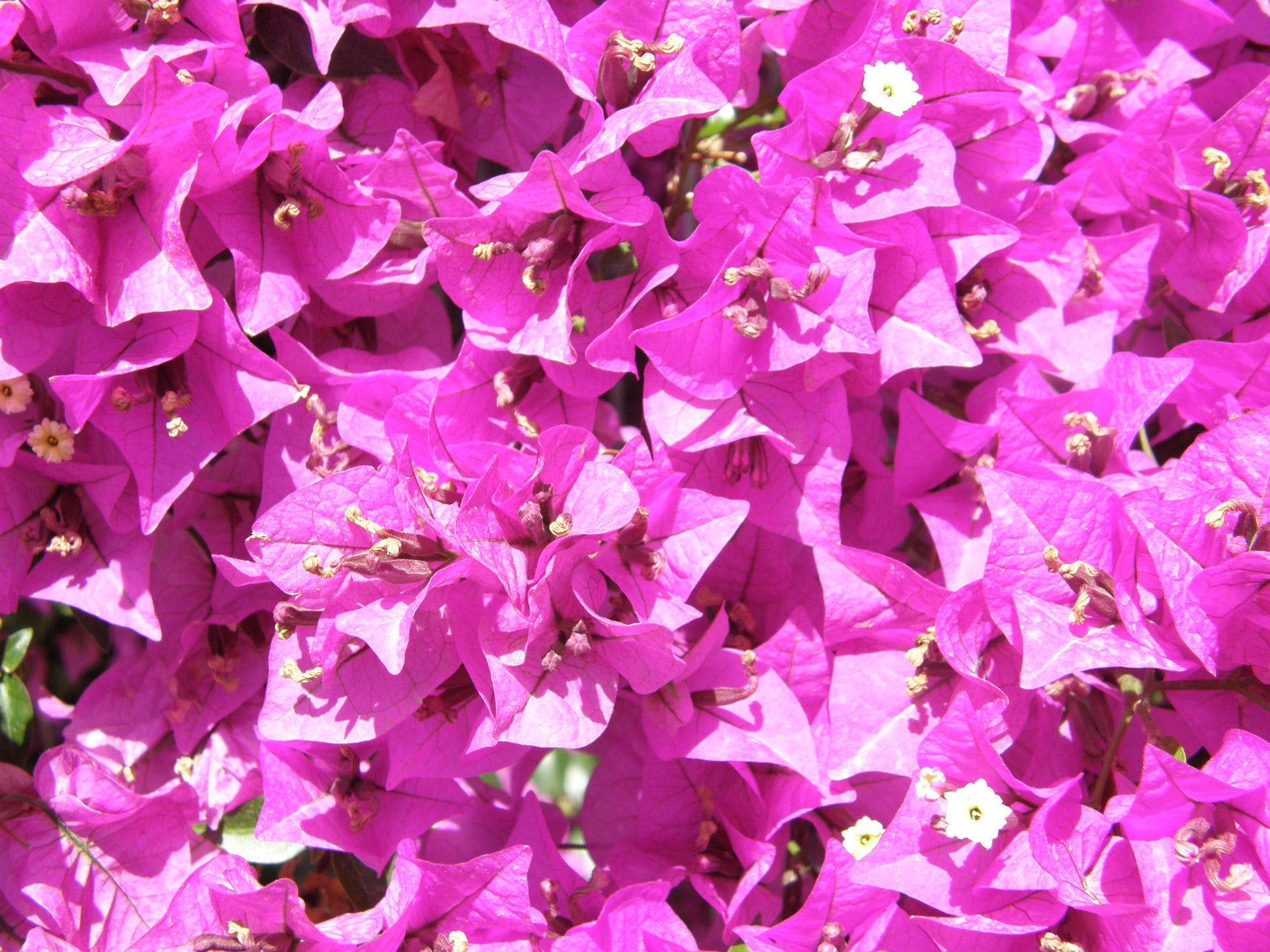 flowers pink garden free photo