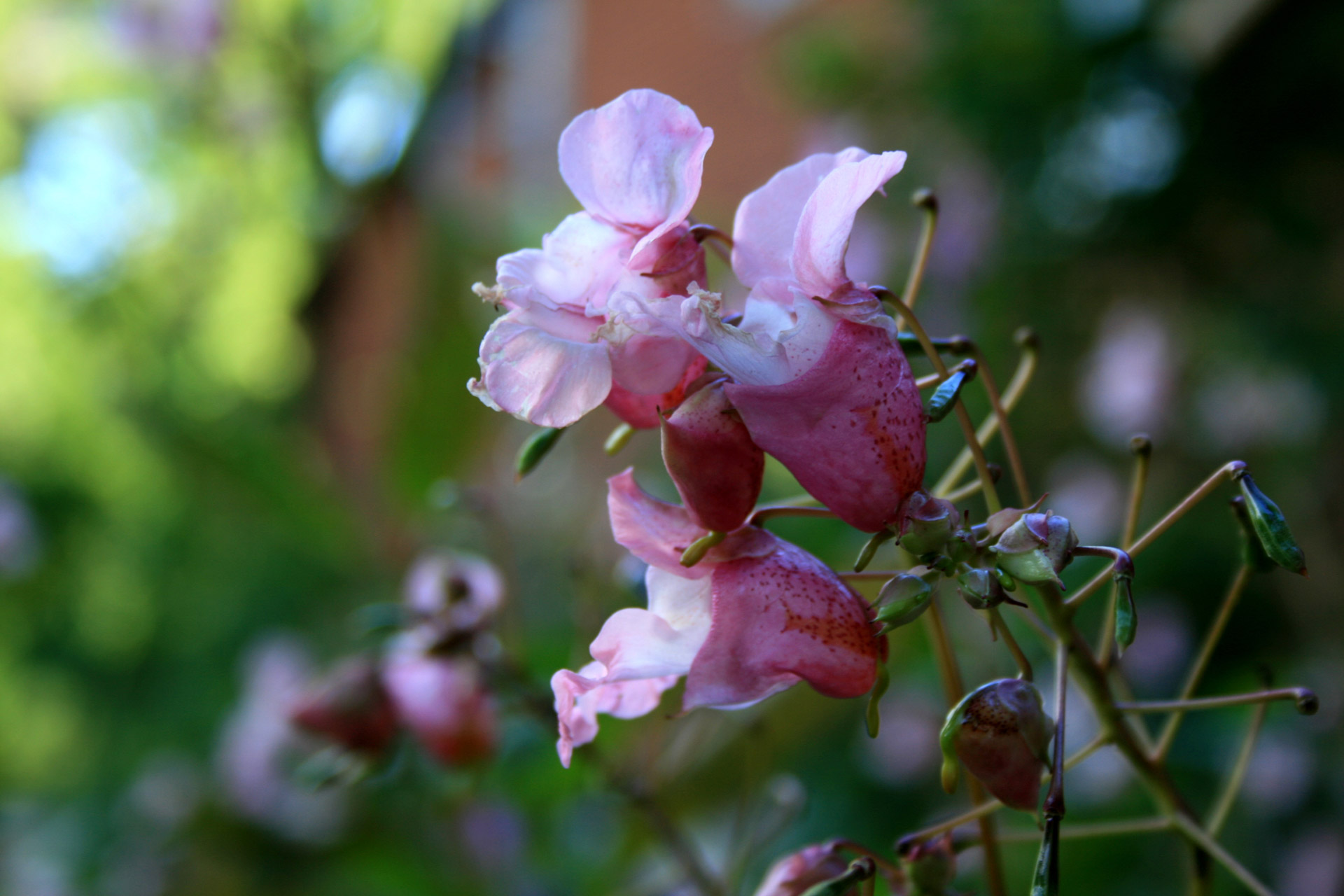 flowers background nature free photo