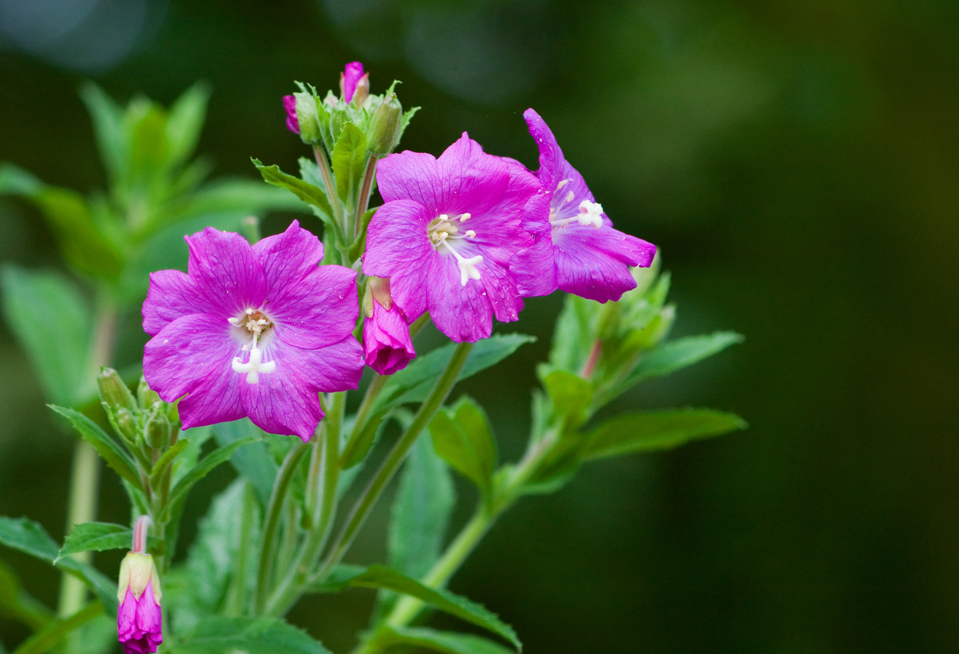 flowers pink flower free photo