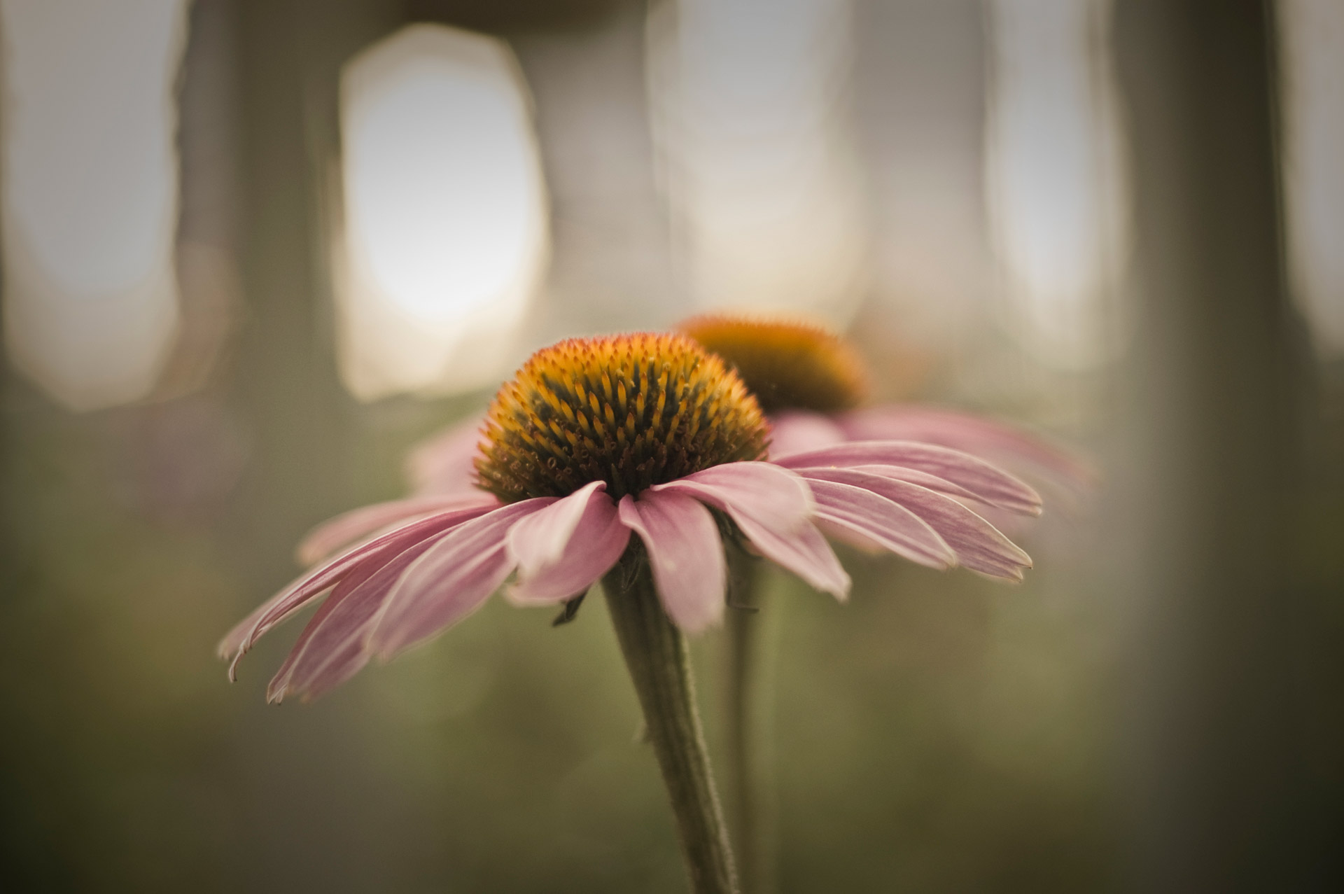 flower pink spring free photo