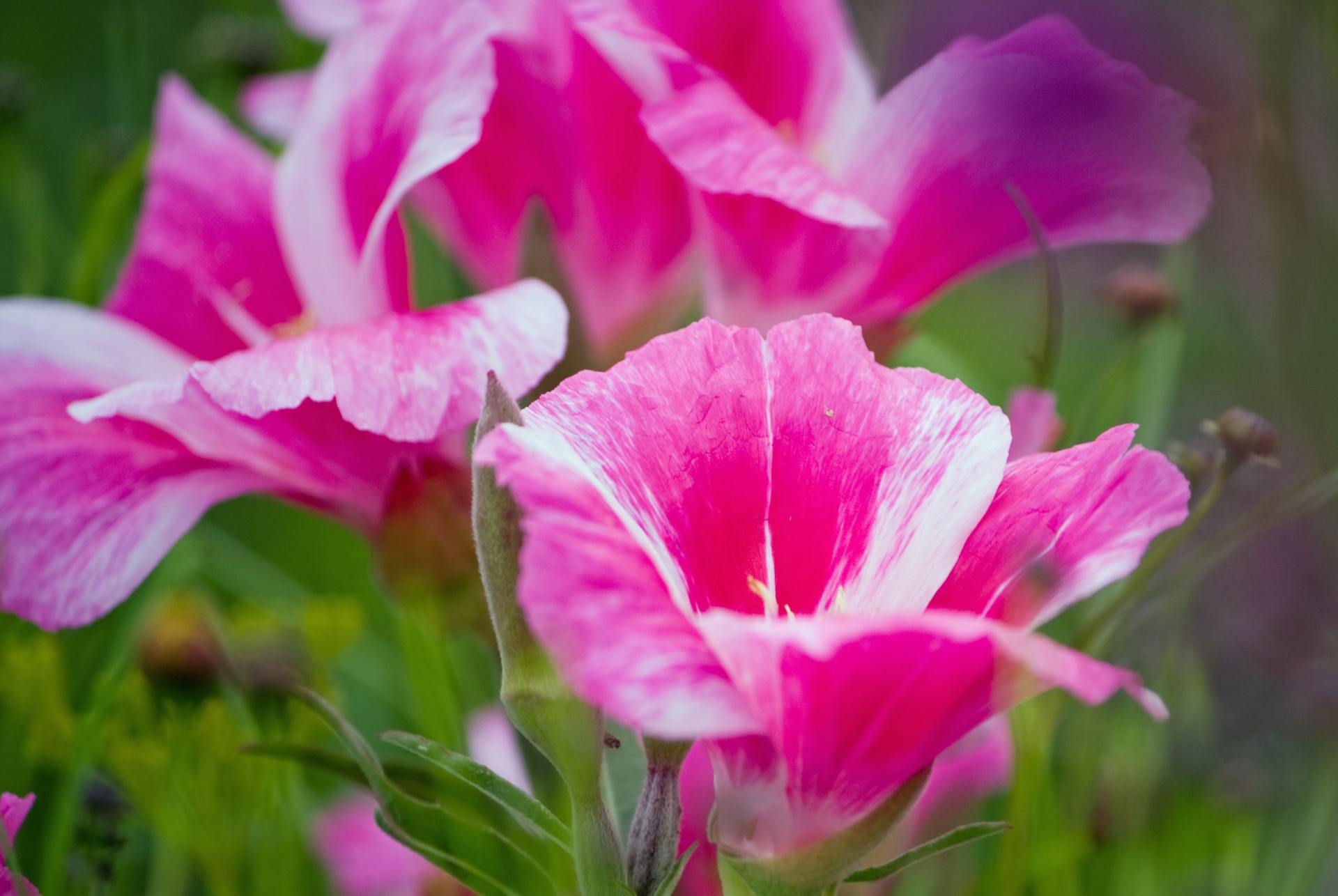 flower flowers pink free photo