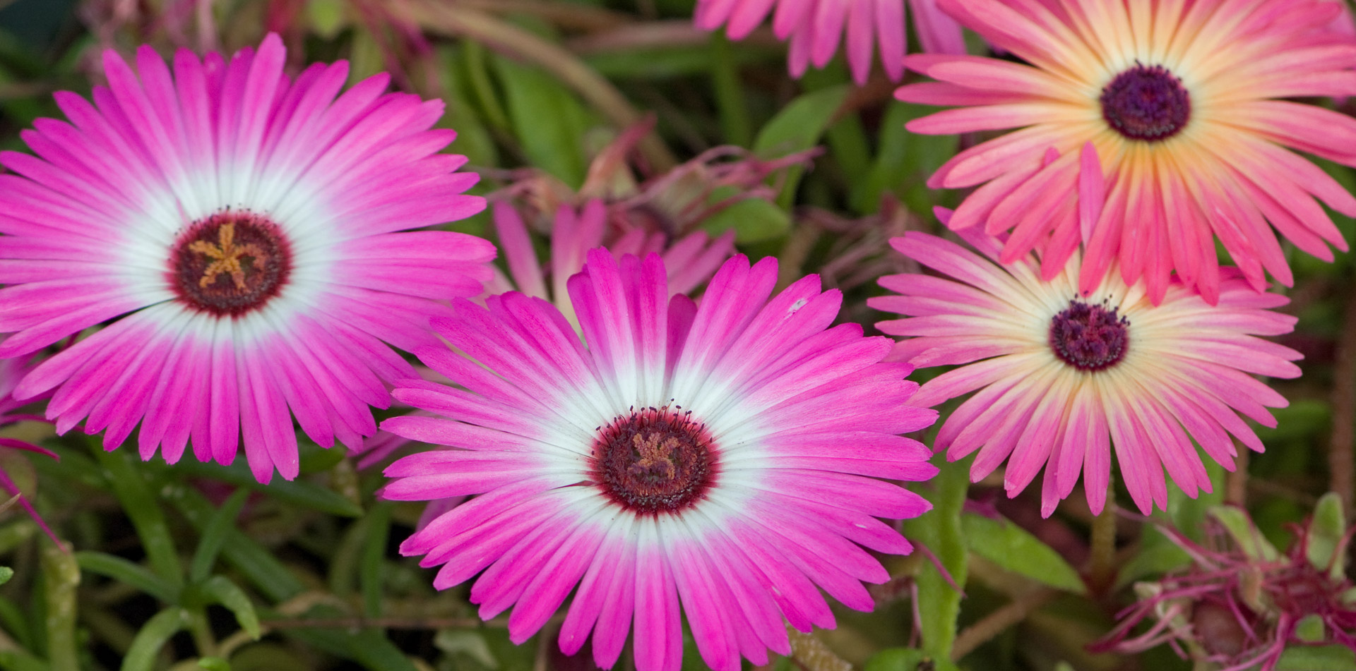 flower flowers pink free photo