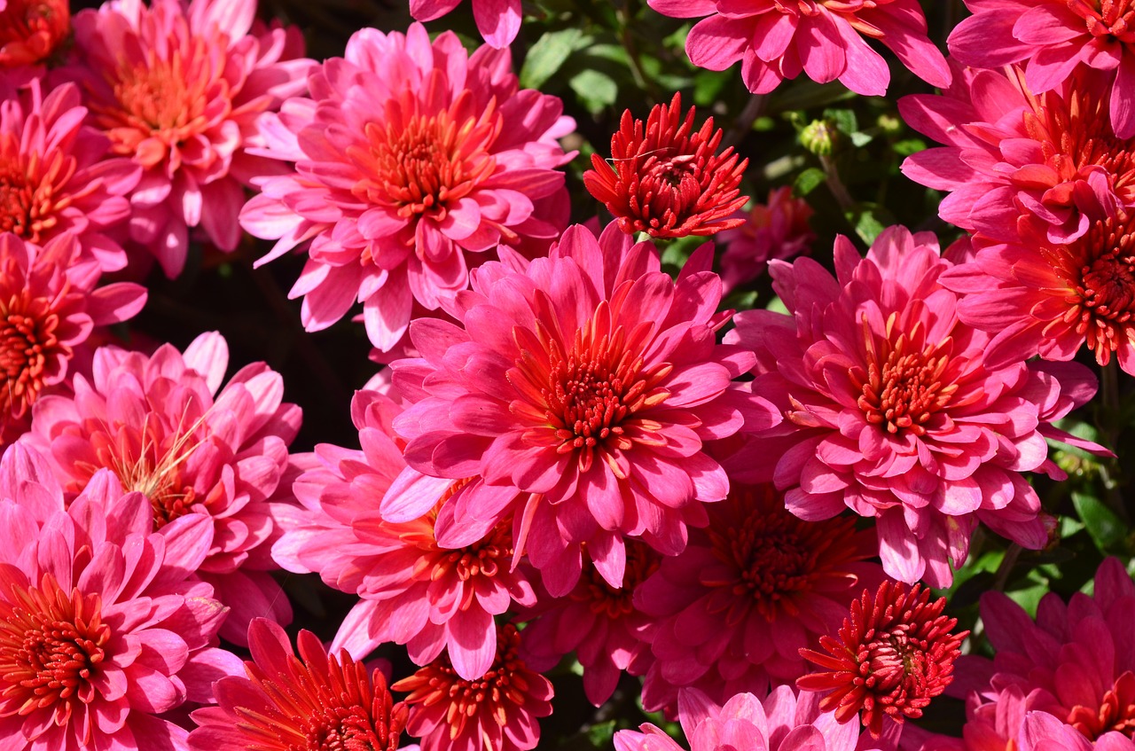 pink flowers close up spring free photo