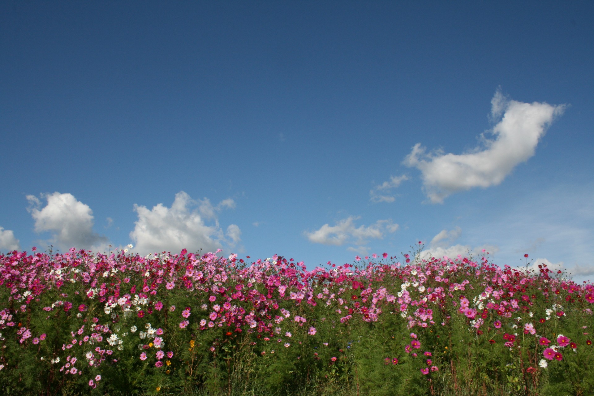 pink flowers field free photo