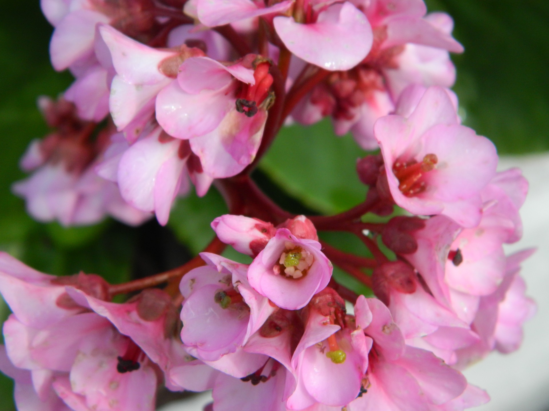 flowers pink pink flowers free photo