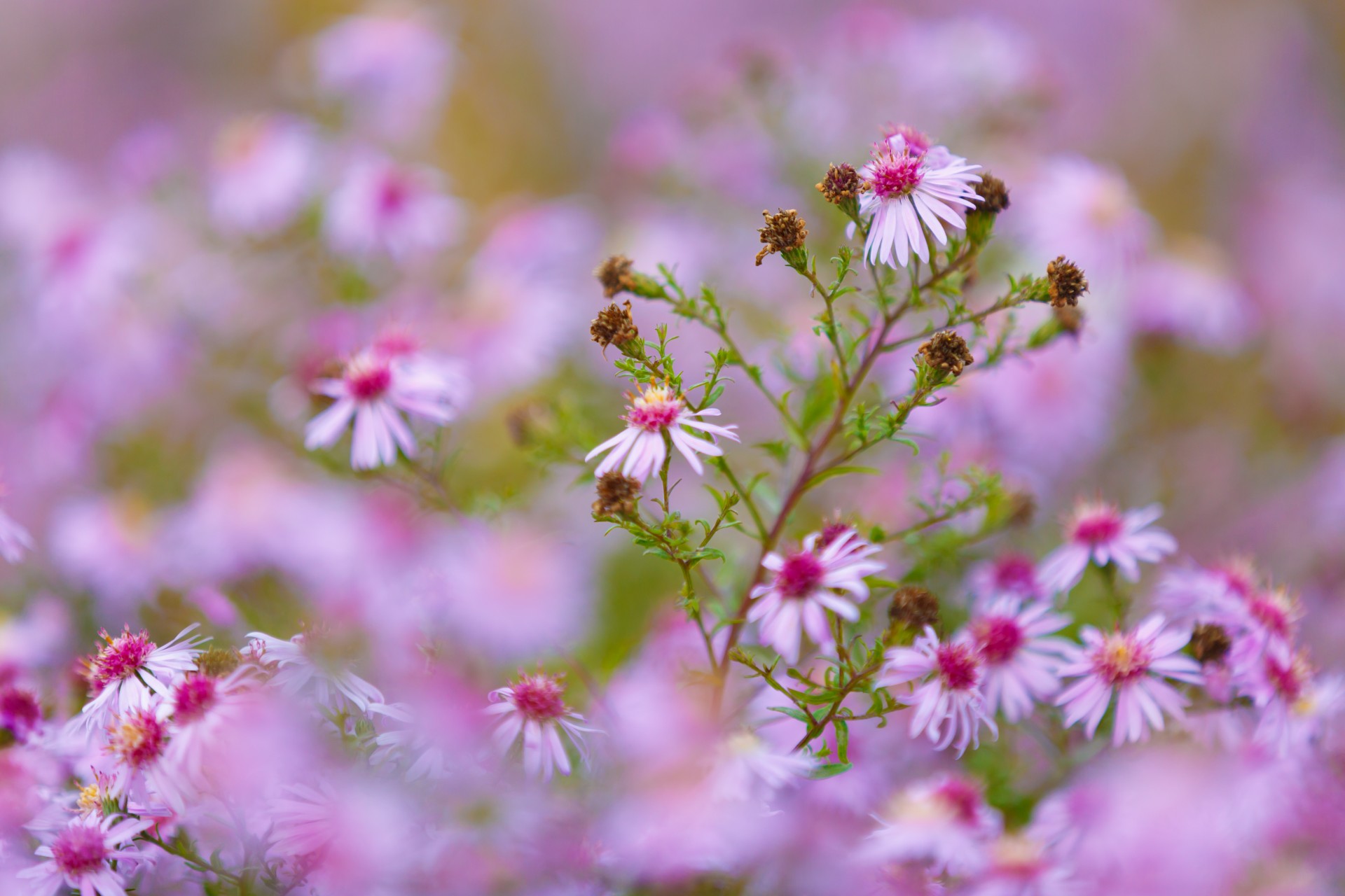 pink flowers flower free photo