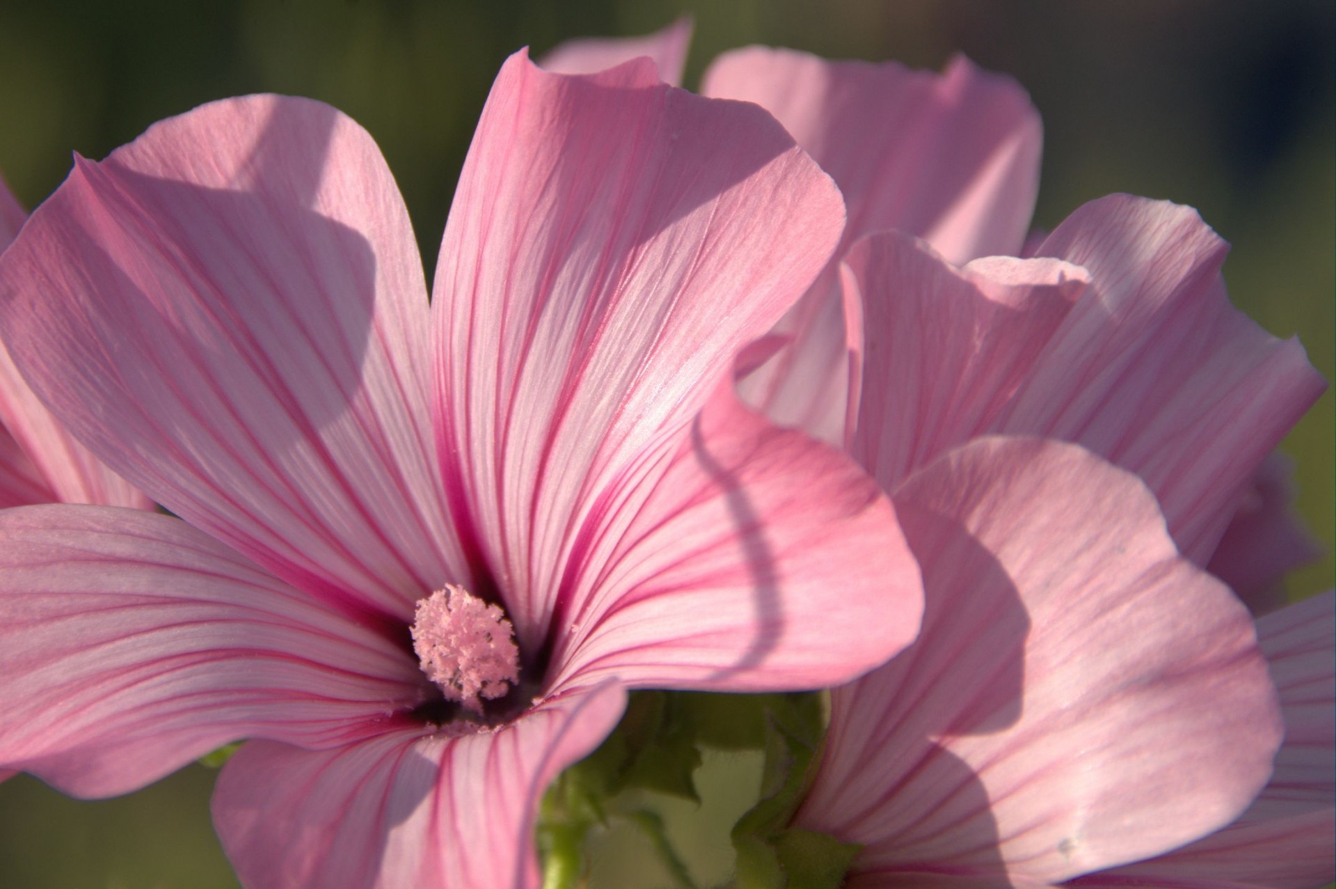 pink flowers wildflowers free photo