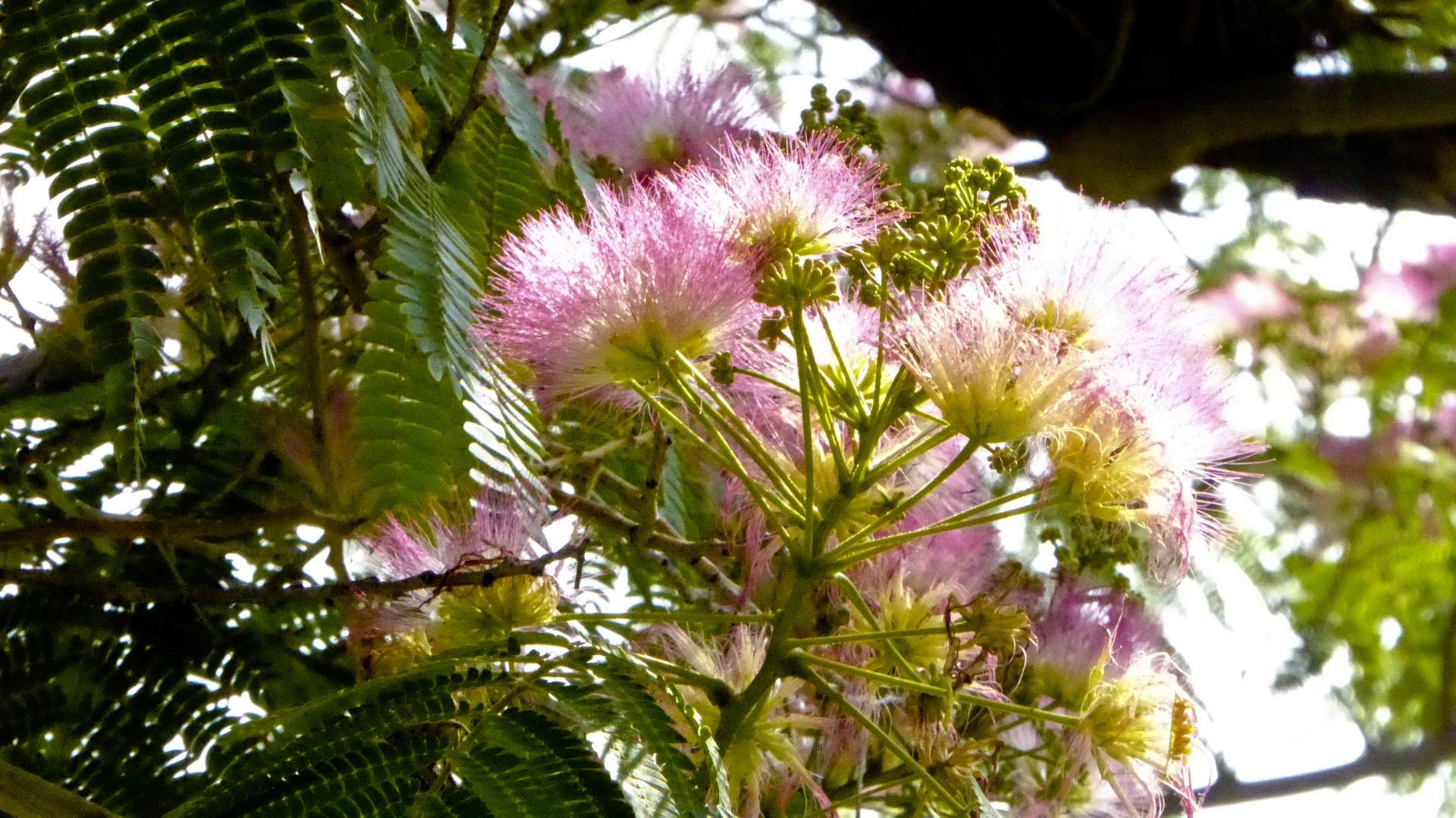 pink flower flowers free photo