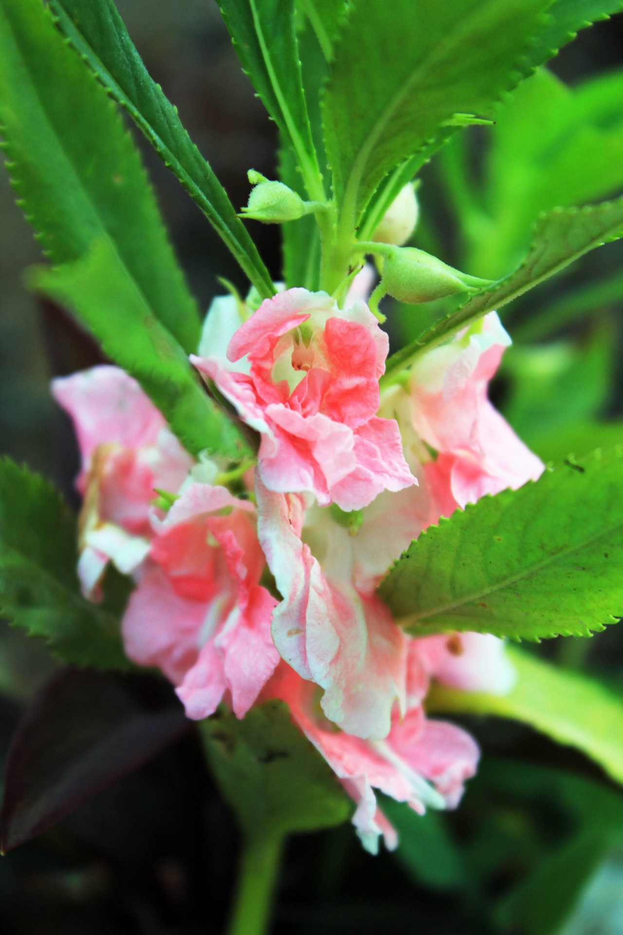 pink flowers pink flowers free photo