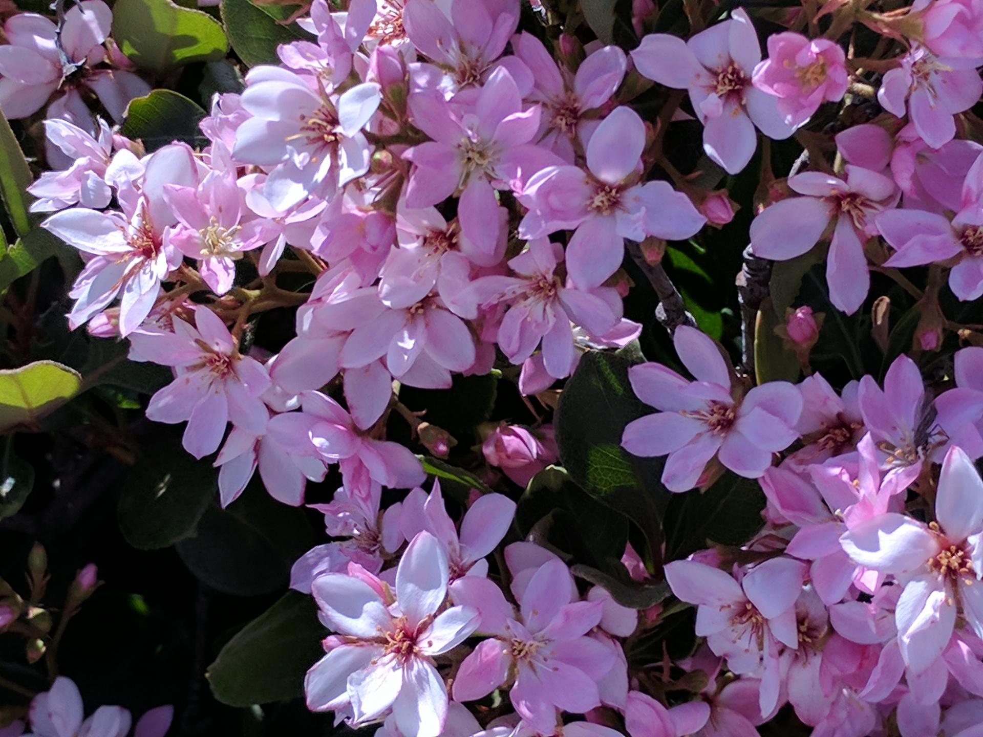 flower flowers pink free photo