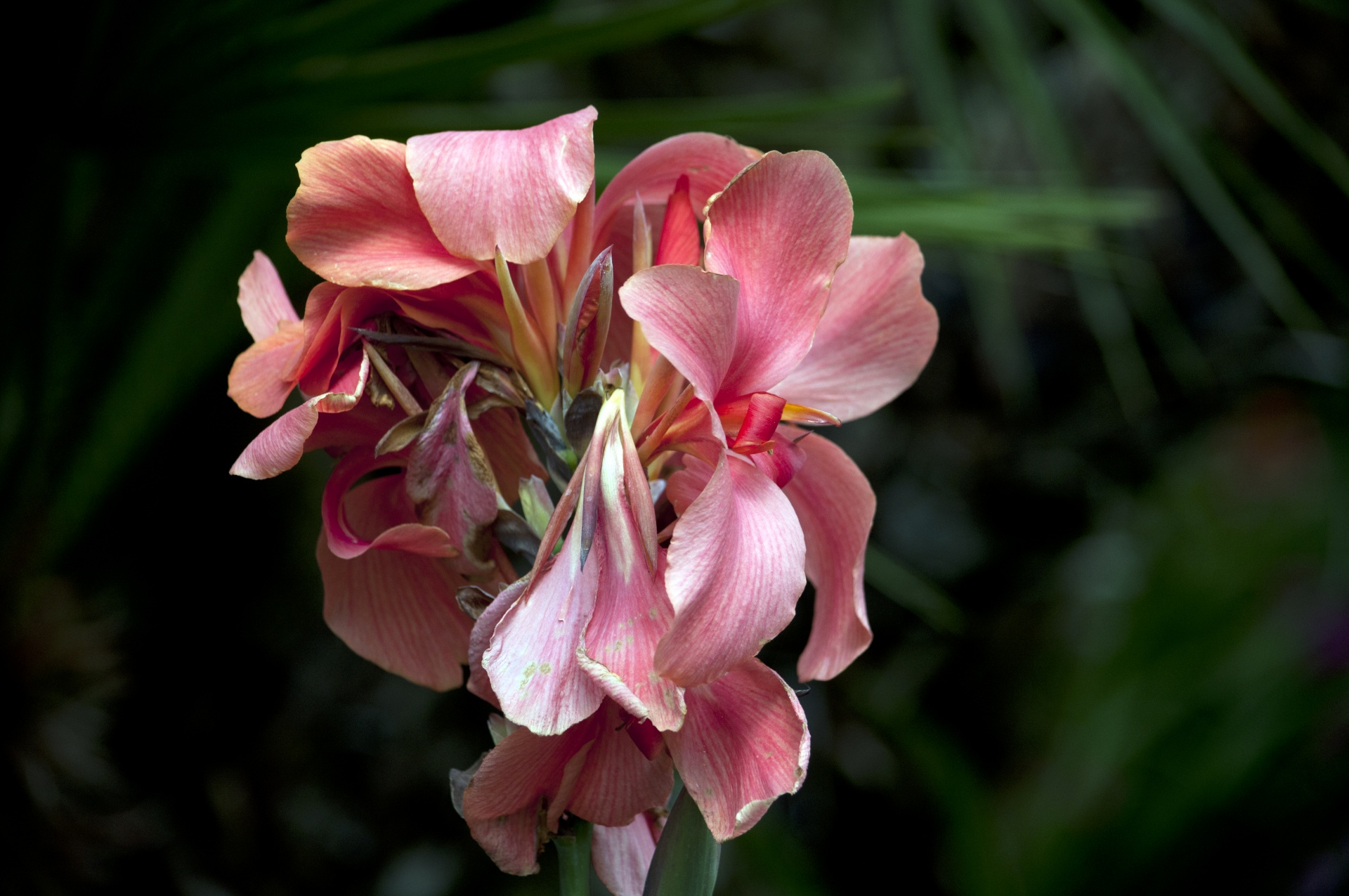 flower flowers pink bloom free photo