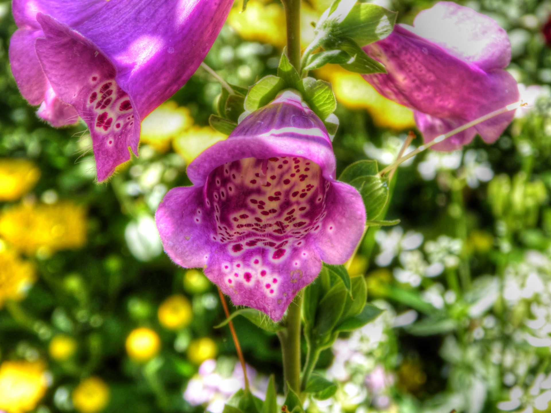 flower flowers pink free photo