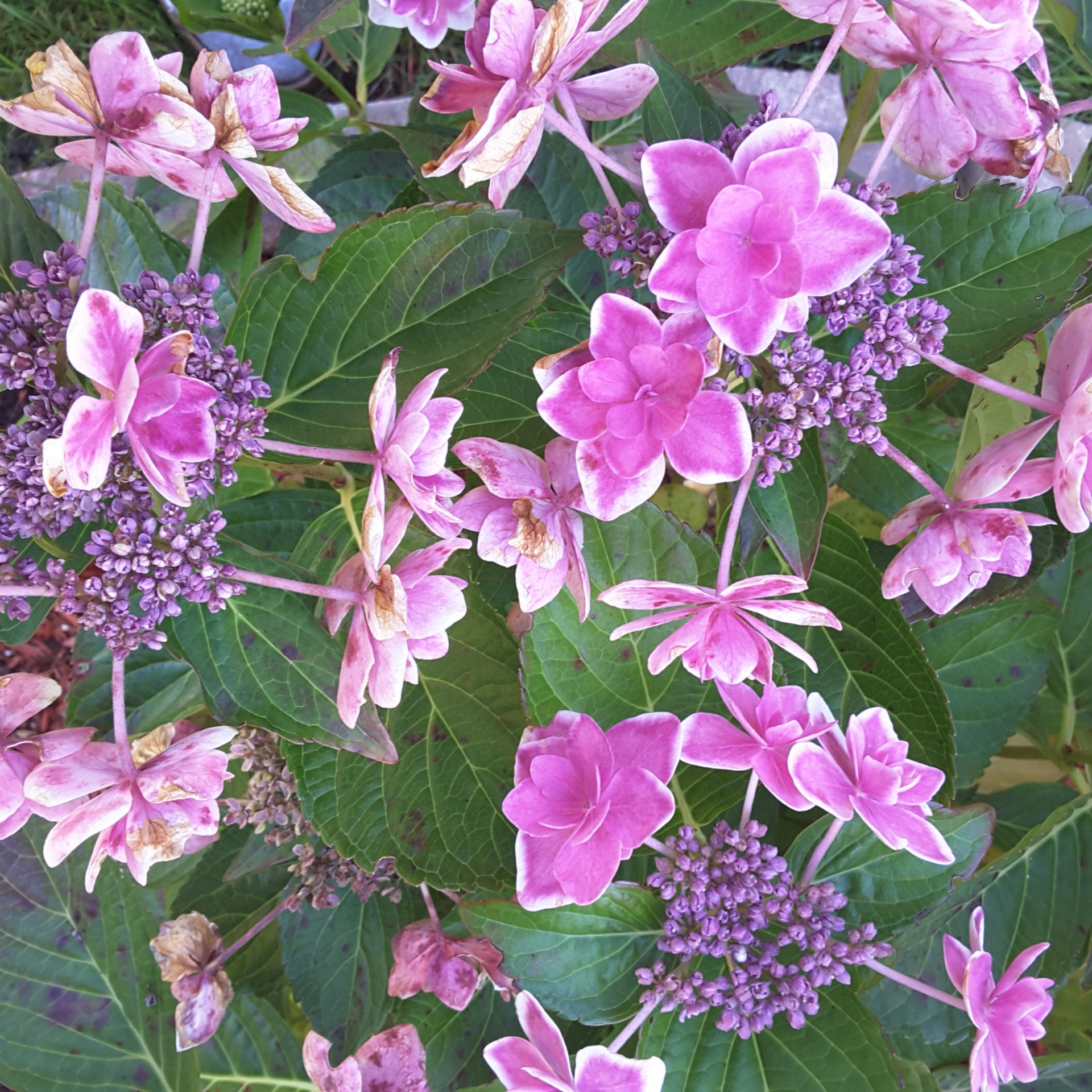 beautiful pink flowers free photo