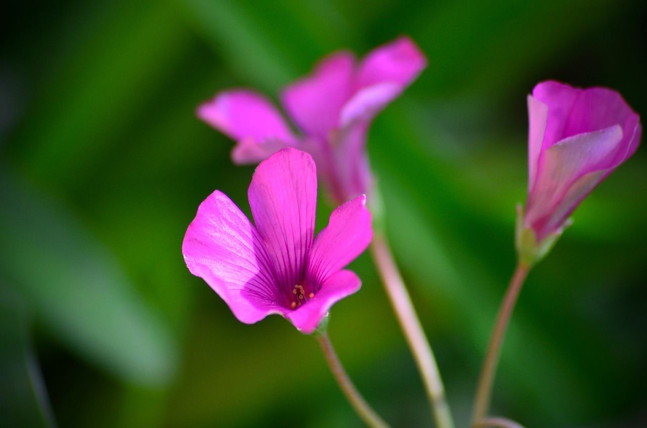 pink flowers floral spring free photo