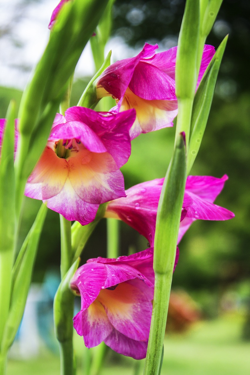 pink flowers flora garden free photo