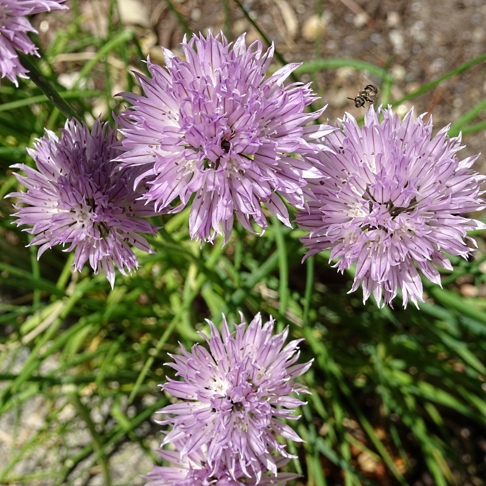 pink violet flowers free photo