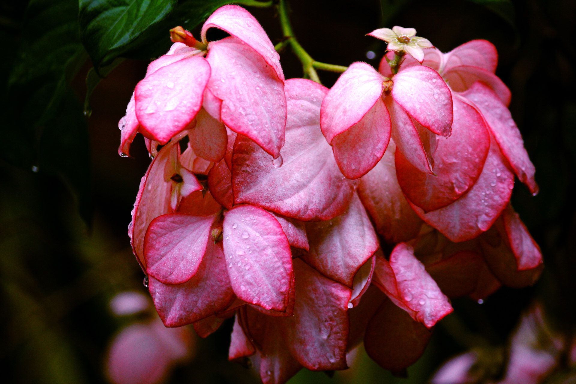 pink flower with raindrops pink flower flower free photo