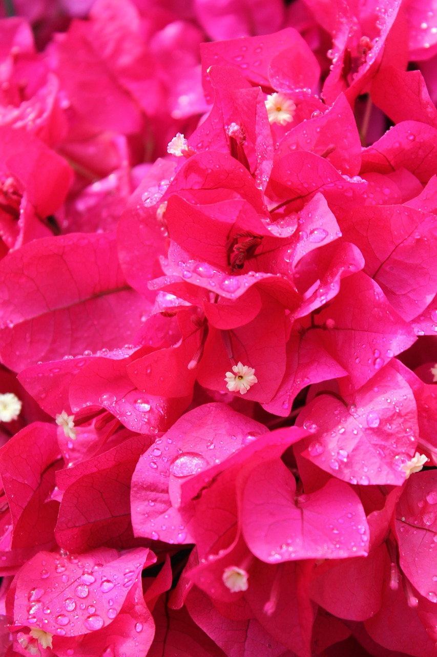 pink flowers raindrops pink free photo