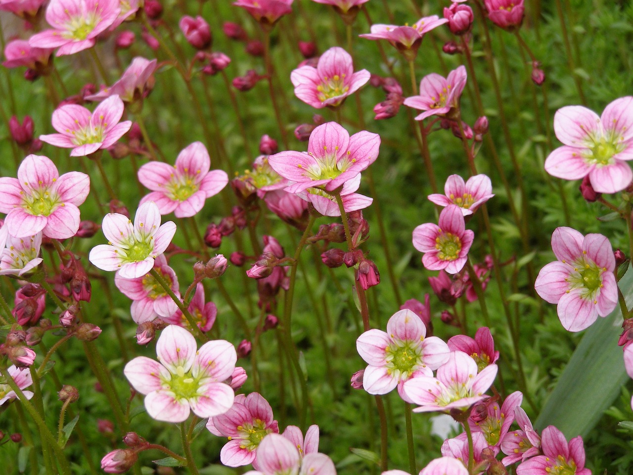 pink flowers flowers pink free photo