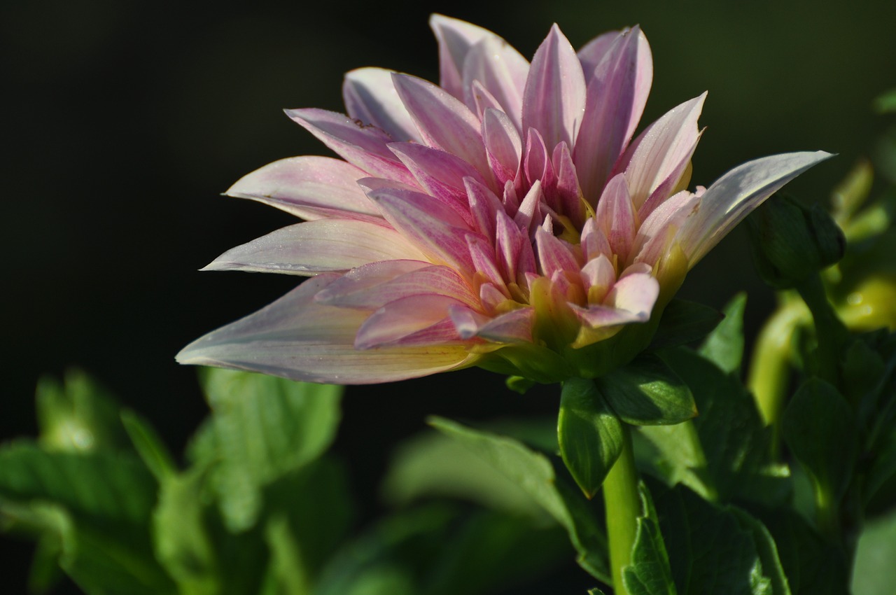 pink flowers garden bloom free photo