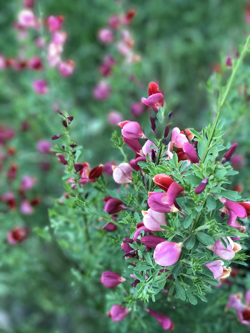 pink flowers plant pink free photo