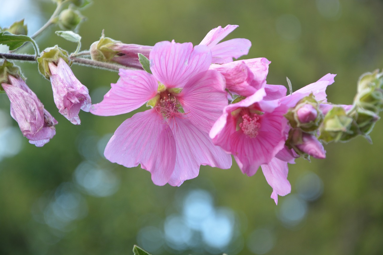 pink flowers hibiscus shrub free photo