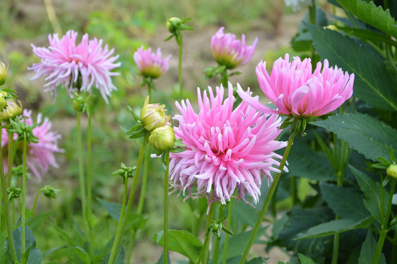 pink flowers nature garden free photo