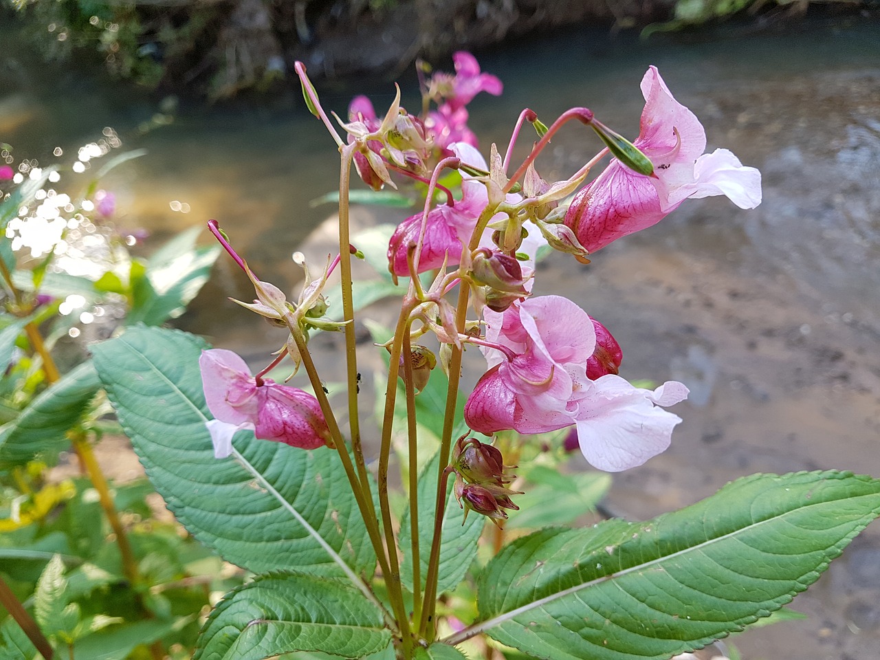 pink flowers flowers cute flowers free photo