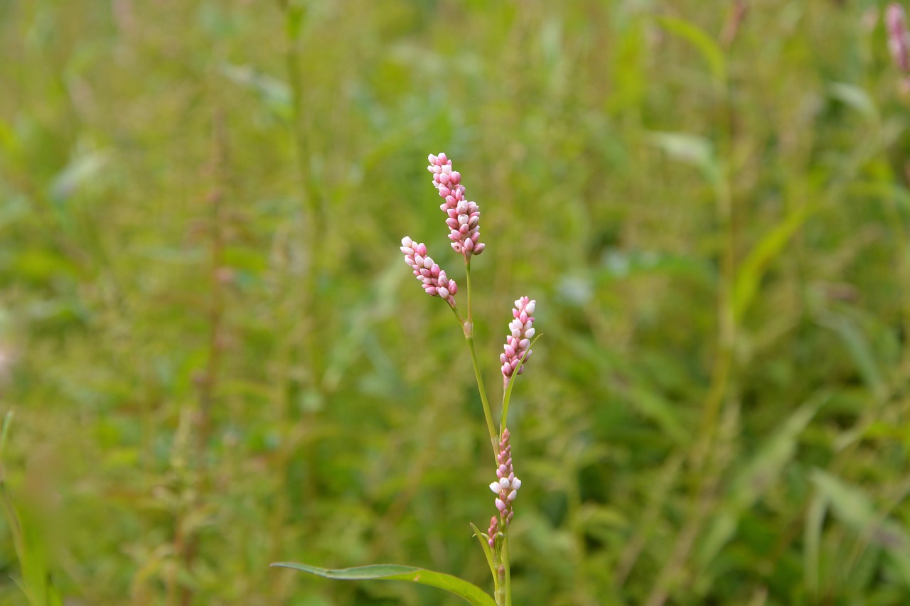 pink flowers high grass nature free photo