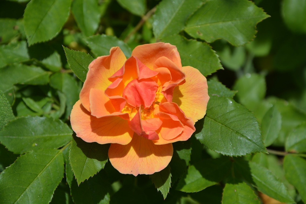 pink flowers rosebush color orange free photo