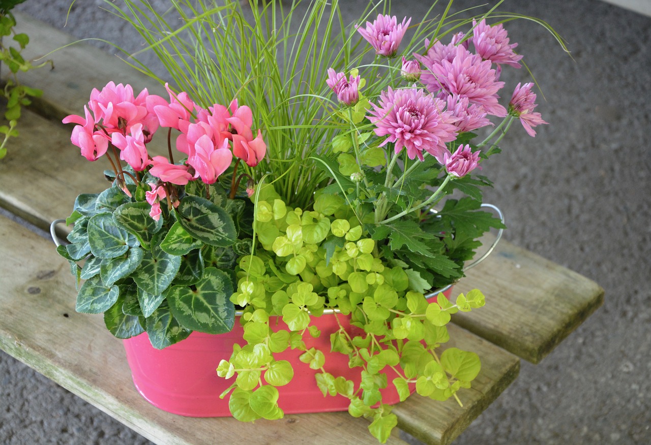 pink flowers green leaves floral composition free photo