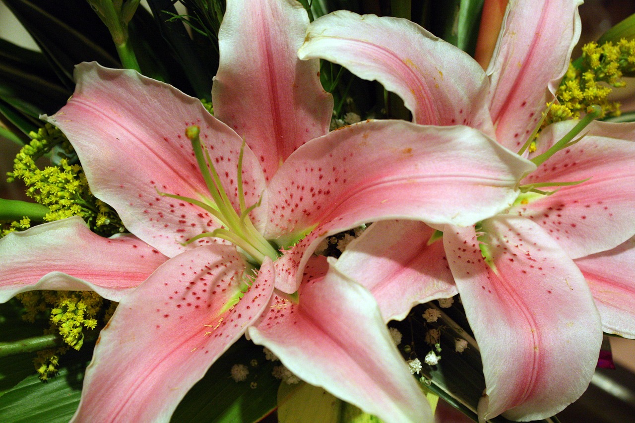 pink flowers lilies pink flower free photo