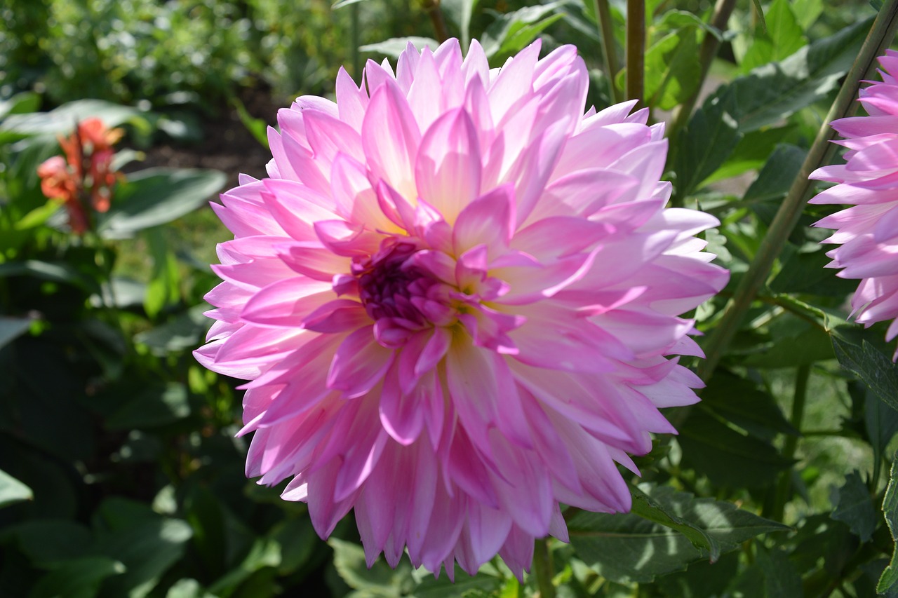 pink flowers nature spring free photo