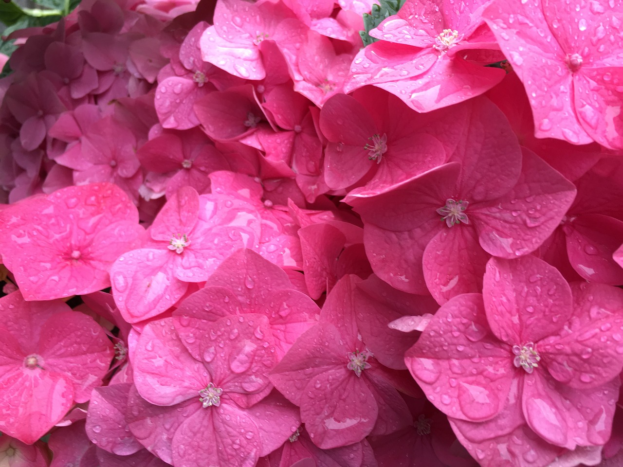 pink flowers background pink free photo