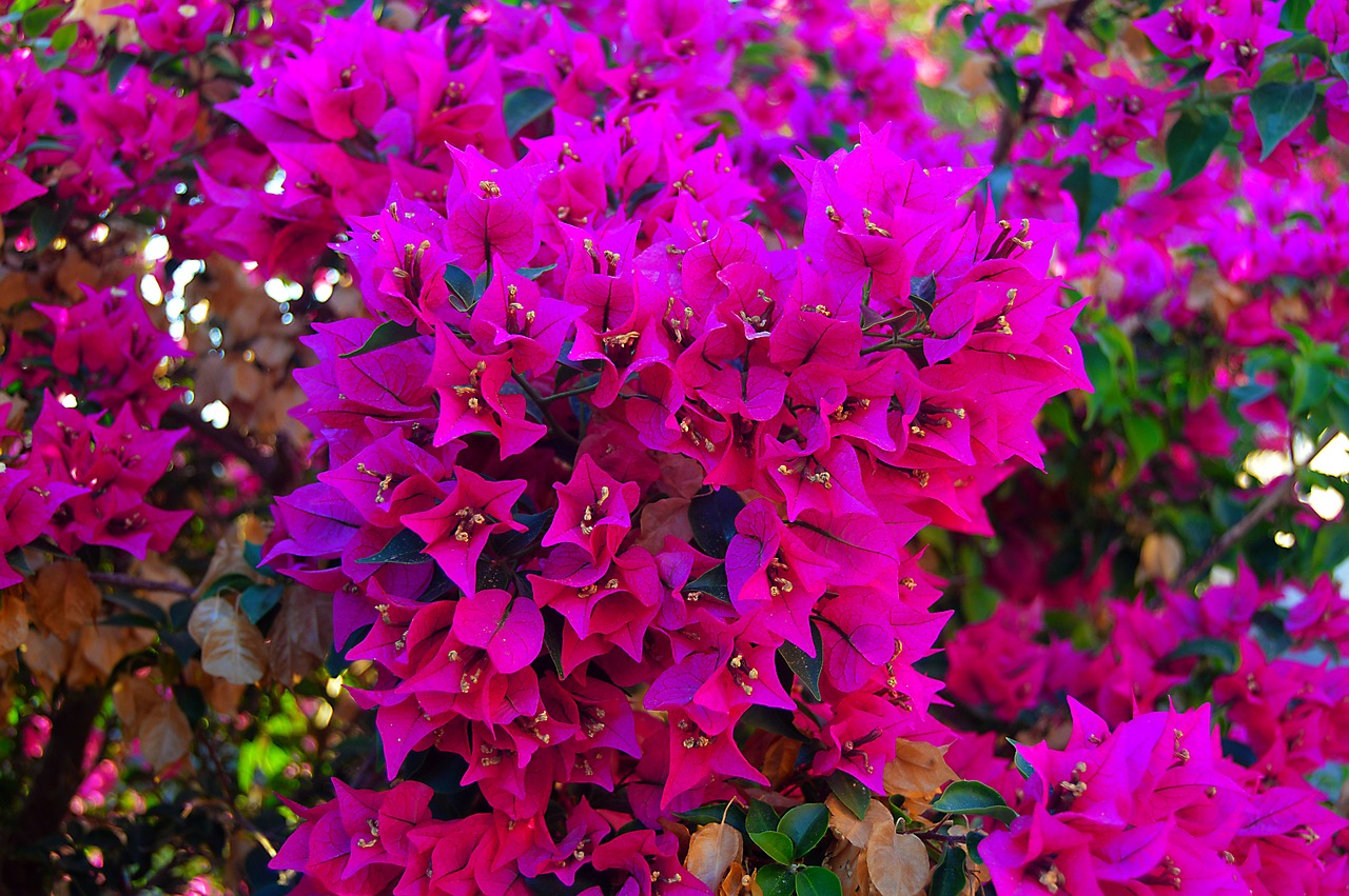 pink flowers flowery plant free photo