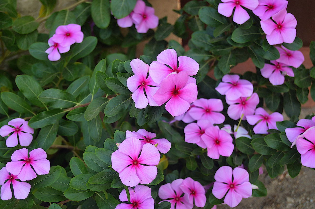 pink flowers fall flowers garden free photo