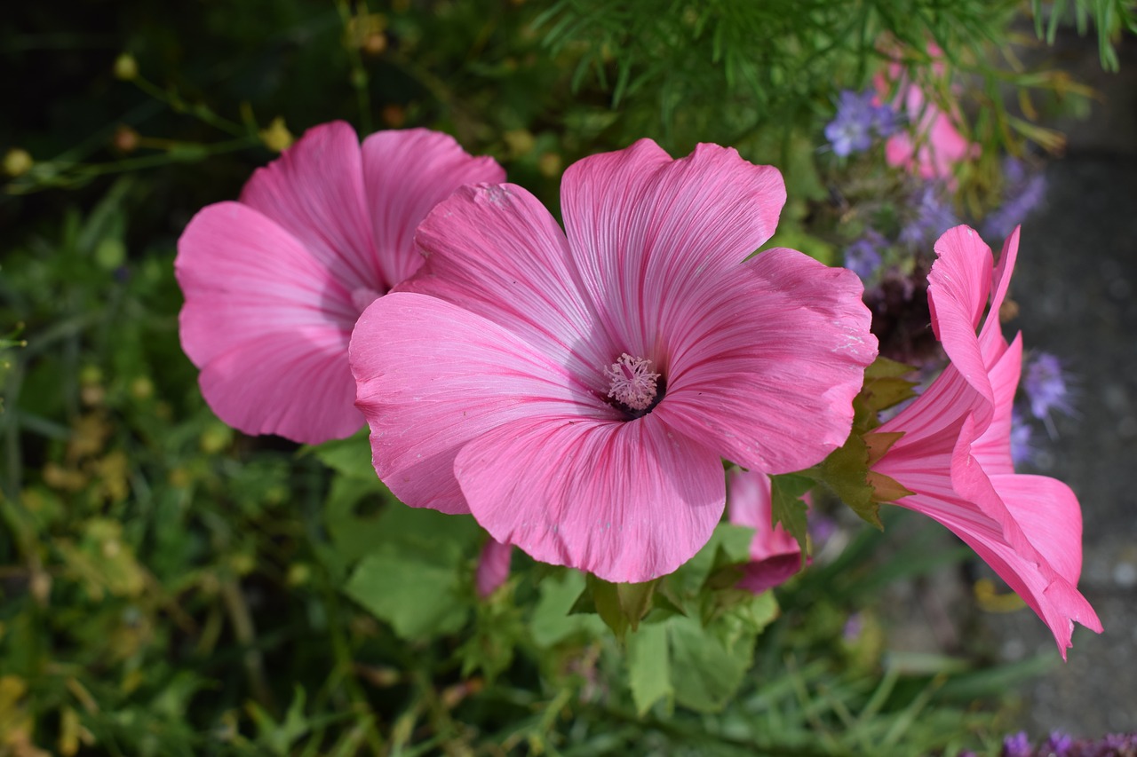 pink flowers garden flower free photo